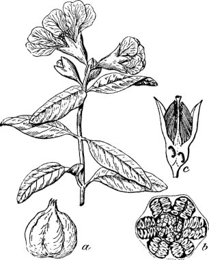 Nar, oymalı basit vektör çizimi