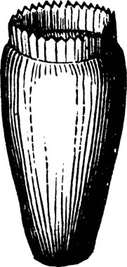 Succory, oymalı basit vektör çizimi