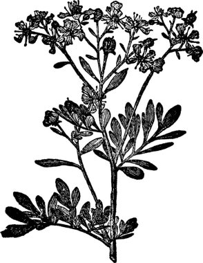 Rue vintage vektör çizimi