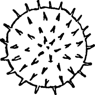 Polen vintage, vektör illüstrasyonu