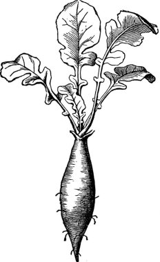 Taproot, oymalı basit vektör illüstrasyonu