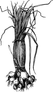 Soğan siyah ve beyaz vintage vektör çizimi