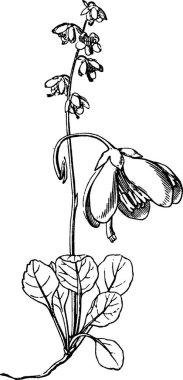 Keklik üzümü, oymalı basit vektör çizimi