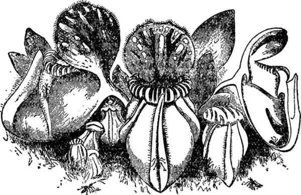 Flower Cephalotus Vintage Illustration — Stock Vector