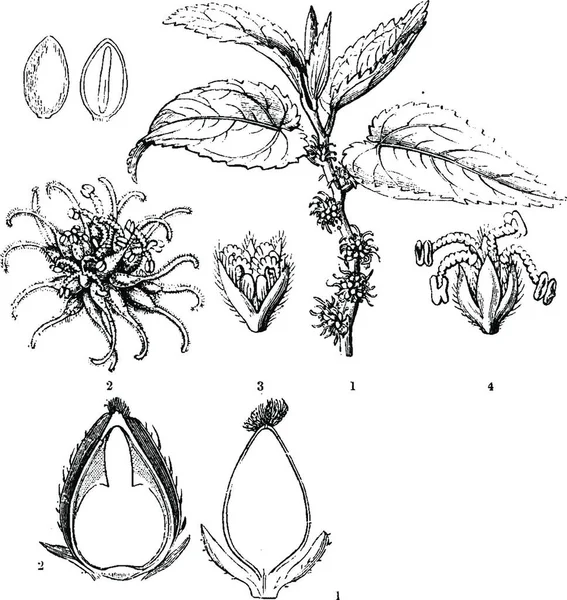 Nettlewort Ilustración Vectorial Simple Grabada — Archivo Imágenes Vectoriales