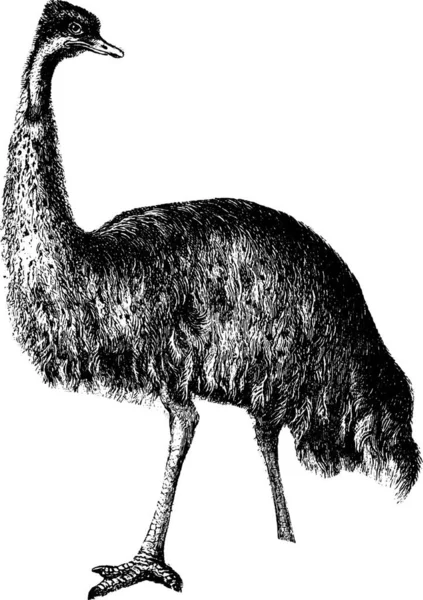 Emu Engraved Simple Vector Illustration — Stock Vector