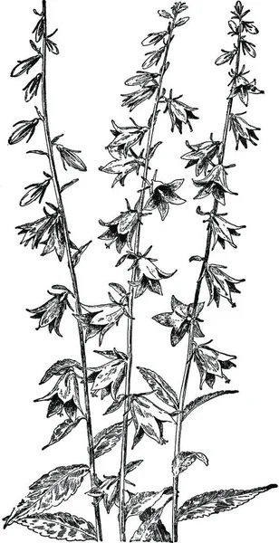 Glockenblume Schwarz Weiß Vintage Vektor Illustration — Stockvektor