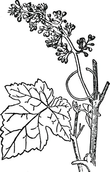 Vine Engraved Simple Vector Illustration — 图库矢量图片