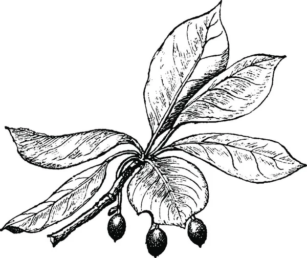 Peper Plant Gegraveerde Eenvoudige Vector Illustratie — Stockvector