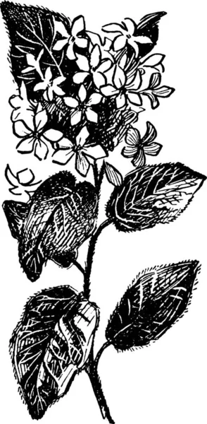Ilustración Vector Vintage Blanco Negro Arbutus — Archivo Imágenes Vectoriales