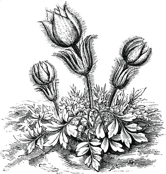 Anemone Vernalis Flower Vintage Illustration — Vettoriale Stock
