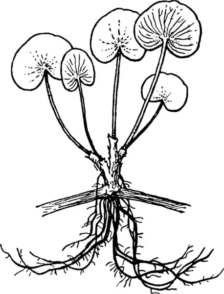 Heteranthera Вигравірувана Проста Векторна Ілюстрація — стоковий вектор
