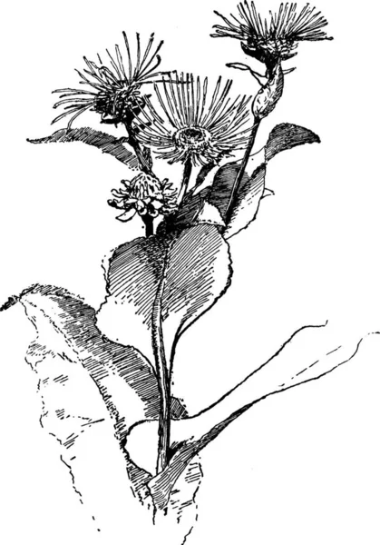 Черно Белая Векторная Иллюстрация Elecampane — стоковый вектор