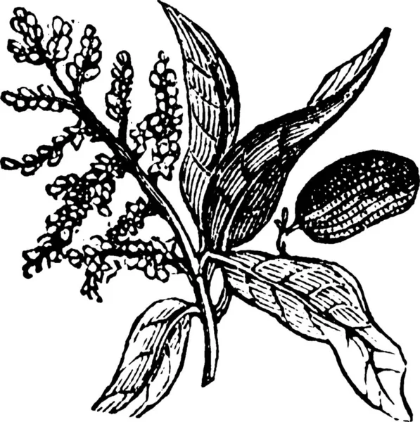 Guava Czarno Białe Vintage Wektor Ilustracja — Wektor stockowy