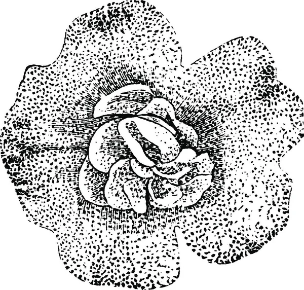 Flower Mimulus Luteus Neuberti Vintage Illustration — Stockvector