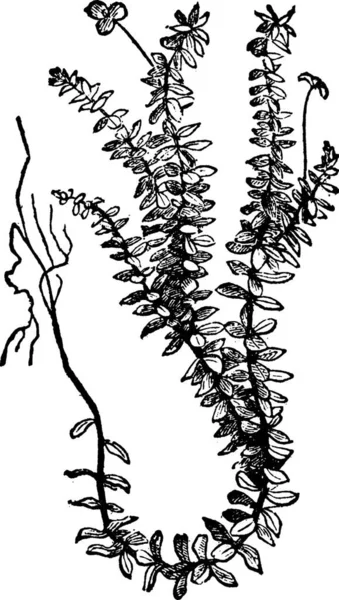 Anacharis Illustration Vectorielle Simple Gravée — Image vectorielle