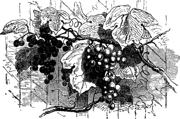 Виноградники Вигравірувані Прості Векторні Ілюстрації — стоковий вектор