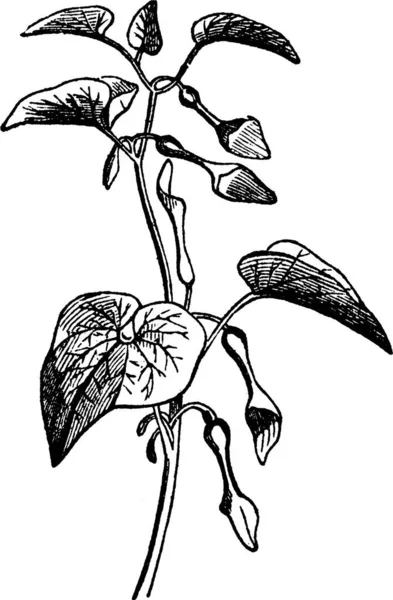 Aristolochia Black White Vintage Vector Illustration — Stock Vector