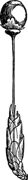 Bryophyta Ilustrație Vectorială Simplă Gravată — Vector de stoc