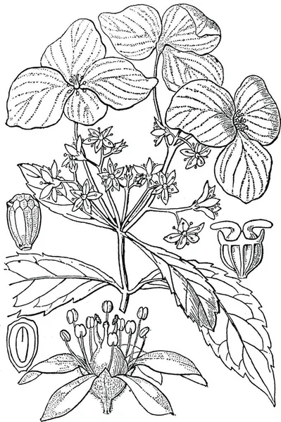 Illustration Vectorielle Vintage Hortensia Noir Blanc — Image vectorielle