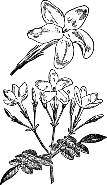 Fleurs Jasmin Illustration Vectorielle Simple Gravée — Image vectorielle