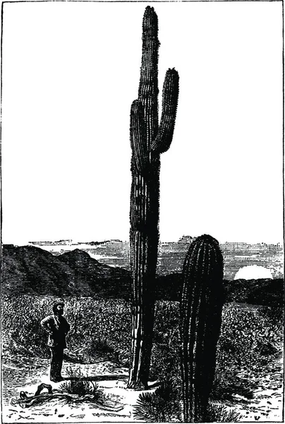 Saguaro Czarno Białe Vintage Wektor Ilustracja — Wektor stockowy
