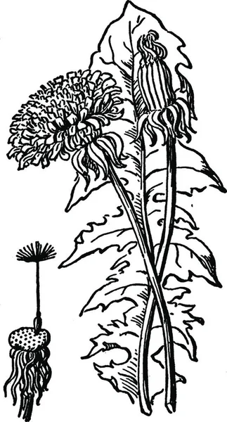 Dandelions Engraved Simple Vector Illustration — Stock Vector