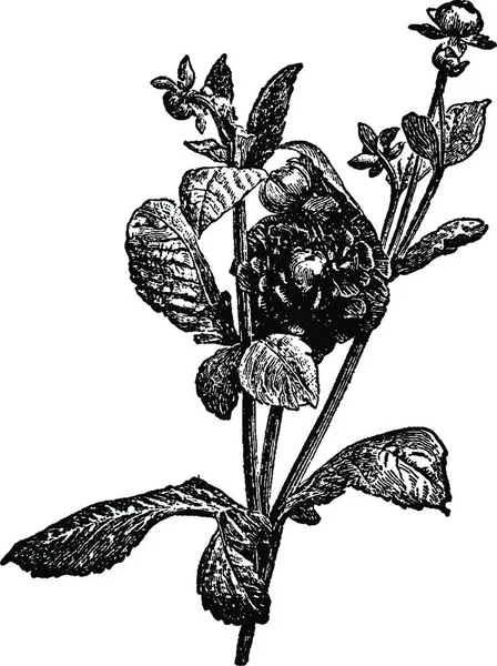 Illustrazione Vettoriale Vintage Bianco Nero Dahlia — Vettoriale Stock