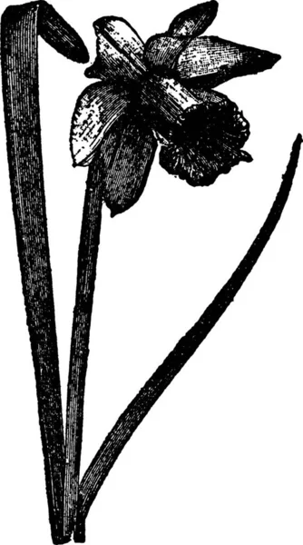 Daffodil Black White Vintage Vector Illustration — Stock Vector
