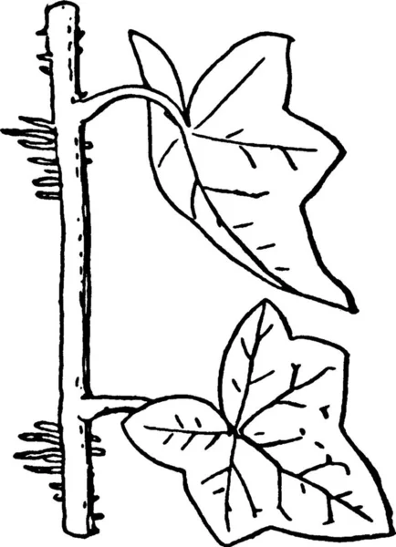 Растение Гравированная Простая Векторная Иллюстрация — стоковый вектор