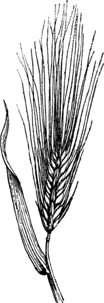 Barley Engraved Simple Vector Illustration — Stock Vector