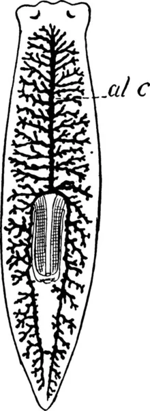 Flatworm Μαύρο Και Άσπρο Vintage Διανυσματική Απεικόνιση — Διανυσματικό Αρχείο