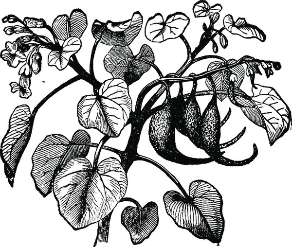 Мартинія Чорно Біла Вінтажна Векторні Ілюстрації — стоковий вектор