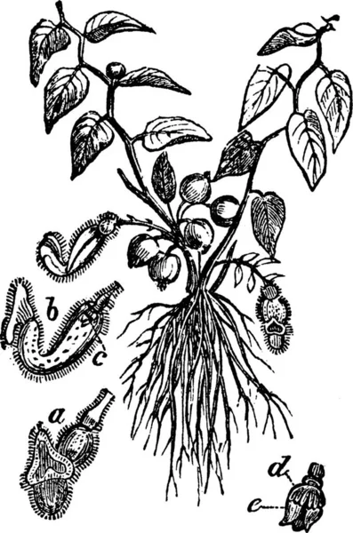 Aristolochia Gravada Ilustração Vetorial Simples — Vetor de Stock