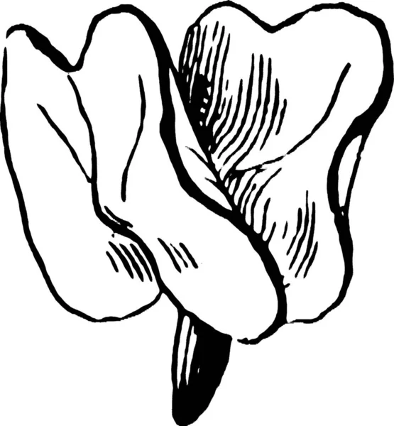 Illustrazione Vettoriale Vintage Bianco Nero Embrione — Vettoriale Stock