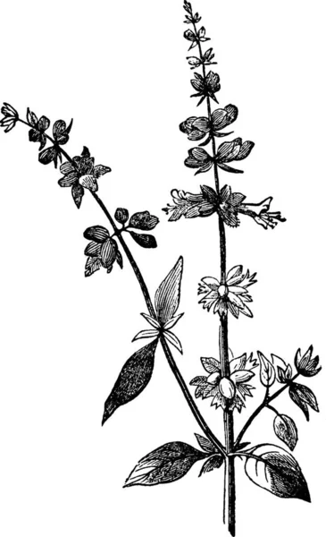 Basilikum Schwarz Weiß Vektor Illustration — Stockvektor