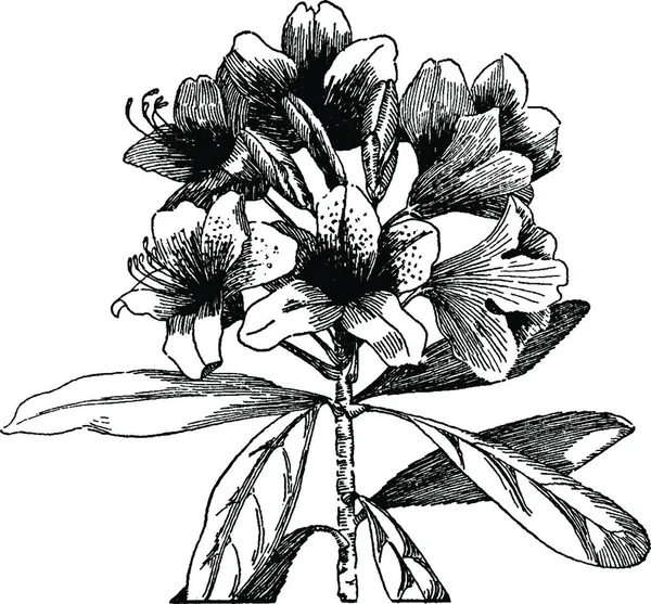 Черно Белая Винтажная Векторная Иллюстрация Рододендрона — стоковый вектор