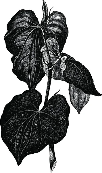 Illustration Vectorielle Vintage Noir Blanc Kava — Image vectorielle