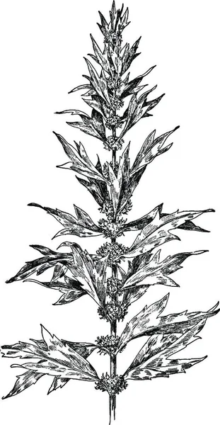 Motherwort Engraved Simple Vector Illustration — Stock Vector