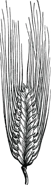 Wheat Ear Engraved Simple Vector Illustration — Stock Vector