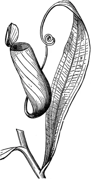 Nepenthes Чорно Білий Вінтаж Векторні Ілюстрації — стоковий вектор