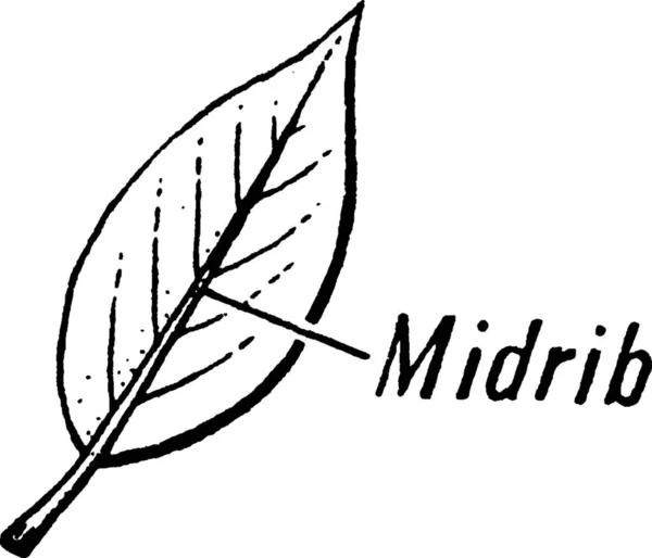 Мидриб Гравированная Простая Векторная Иллюстрация — стоковый вектор