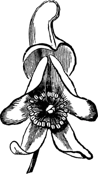 Черно Белая Винтажная Векторная Иллюстрация Monkshood — стоковый вектор