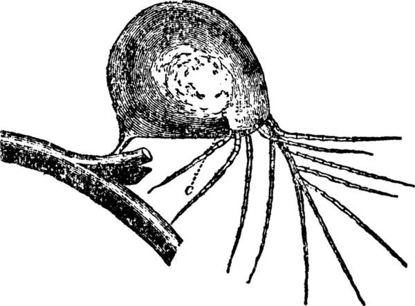 Utricularia Zwart Wit Vintage Vector Illustratie — Stockvector