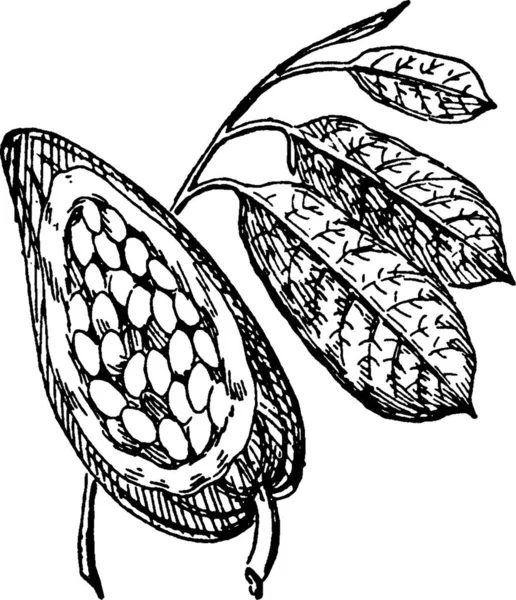 Cacao Semplice Illustrazione Vettoriale Incisa — Vettoriale Stock