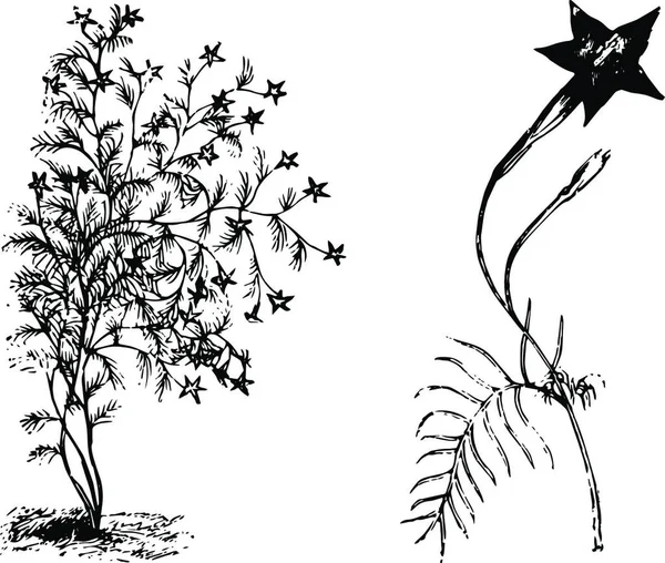 Habit Detached Flowering Branchlet Ipomoea Quamoclit Vint — Stockový vektor