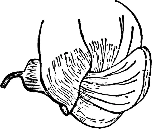 Винтажный Векторный Рисунок Гороха — стоковый вектор