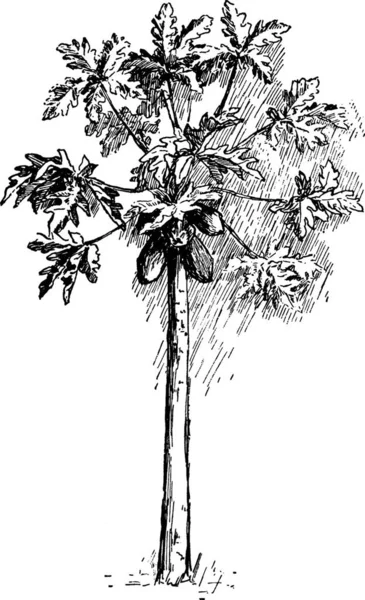 Дерево Папайи Гравированная Простая Векторная Иллюстрация — стоковый вектор