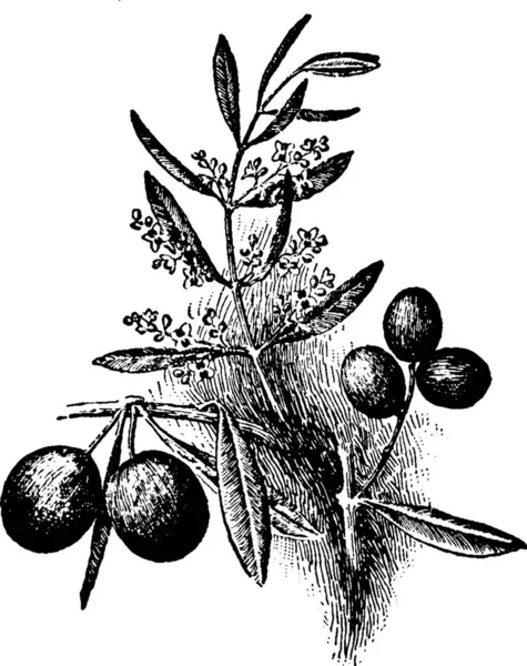 Illustration Vectorielle Vintage Olive Noir Blanc — Image vectorielle