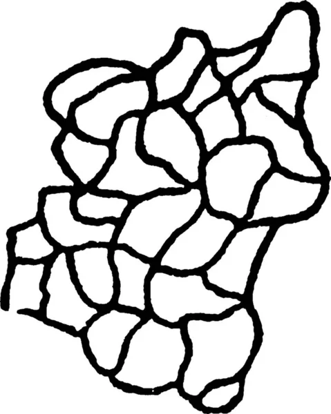 Illustration Vectorielle Simple Réticulée Gravée — Image vectorielle